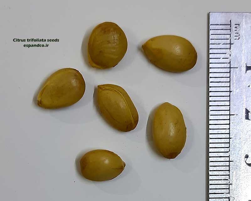  Citrus trifoliata​​​​​​​ seeds 
